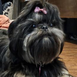 Sushi - Shih Tzu