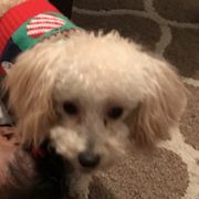 Shichons and Shorkies from Izzybee’s Small Paws