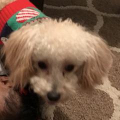 Shichons and Shorkies from Izzybee’s Small Paws