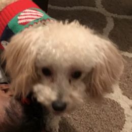 Shichons and Shorkies from Izzybee’s Small Paws