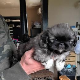 Socks - Fawn sable male Pekingese puppy in Burns, Kansas from Pekingese Dynasty