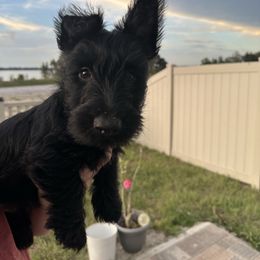 Poppy - Black male Scottish Terrier puppy in Eagle Lake, Florida from Its Scot To Be Love Scotties