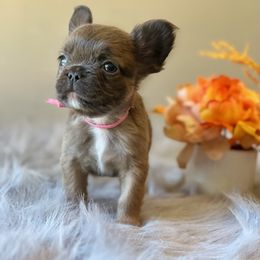 French Bulldog Puppies from Shining K Ranch