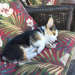 Pembroke Welsh Corgi Puppies from Rain City Corgis
