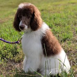 Goldendoodles and Poodles from High Cotton Doodles