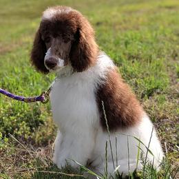 Goldendoodles and Poodles from High Cotton Doodles