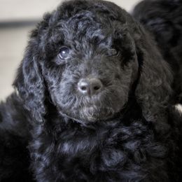 Poodle Puppies from Tamarack Poodles