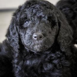 Poodle Puppies from Tamarack Poodles