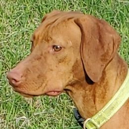 Vic - Vizsla