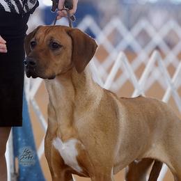 Rhodesian Ridgeback All Grown Up from Celtic Lore Ridgebacks