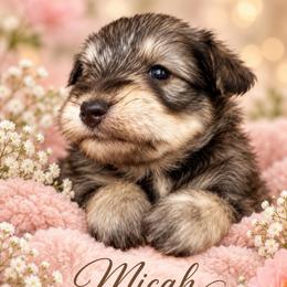 Micah - Liver male Miniature Schnauzer puppy in Hull, Georgia from Ardent Miniature Schnauzers of Athens