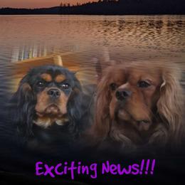 Cavalier King Charles Spaniel puppies from McMahon's Cavalier King Charles Spaniels