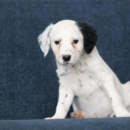 Boy 4 - male Dalmatian puppy in Cottage Grove, Oregon from Hidden Hills Dalmatians
