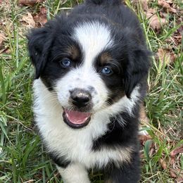 Boy 4 - Black tri male Miniature Australian Shepherd puppy in Potosi, Missouri from Red Hawk Ranch