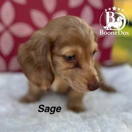 Sage - Dapple male Dachshund puppy in Lexington, Oklahoma from BooneDox Miniature Dachshunds