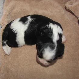 Foxy - Cavalier King Charles Spaniel