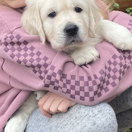 Red collar - Light golden male Golden Retriever puppy in Hastings, Michigan from Teresa Stevens