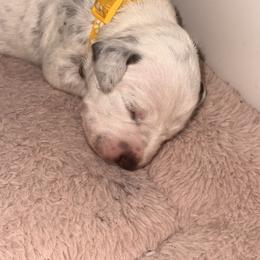 Girl 5 - White and liver brown female Dalmatian puppy in Miami, Florida from Soflo Dalmatians