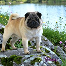 Teddy - Fawn male Pug puppy in Broadway, Virginia from Colebrook Posh Pugs