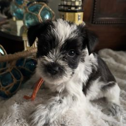 Friend Bear - Parti female Miniature Schnauzer puppy in Elk Grove, California from Meuser's Miniature Schnauzers
