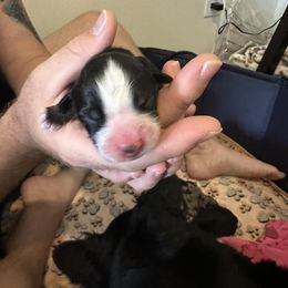 Miniature Australian Shepherd Puppies from Andy McDonald