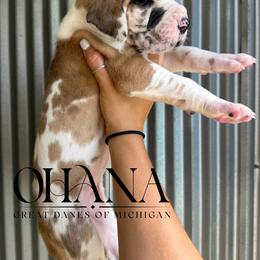 Margarita - Fawn female Great Dane puppy in Michigan from Ohana Great Danes of Michigan