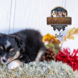 Belle - Black tri female Miniature American Shepherd puppy in Granbury, Texas from Best Little Aussies