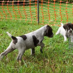 Berger Picard and German Wirehaired Pointer Puppies from Double D Picards and GWPs