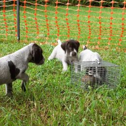 Berger Picard and German Wirehaired Pointer Puppies from Double D Picards and GWPs