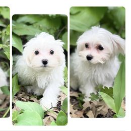 Maltese Puppies from Old Hickory Maltese