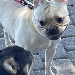 French Bulldogs from Frenchie Family LLC