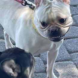 French Bulldogs from Frenchie Family LLC