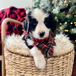 CASH Cashmere - male Australian Mountain Doodle puppy in Taylors, South Carolina from Aspen Mountain Doodles LLC