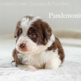 Pandemonium - Red male Bordoodle puppy in Woodruff, South Carolina from Crooked Creek Doodles and Poodles
