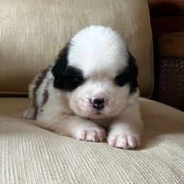 White Collar - Brown and white female Saint Bernard puppy in New York from Johnson Farms