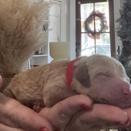 Dallas - Apricot male Goldendoodle puppy in Lake Charles, Louisiana from Perfect Fit Poodles & Doodles