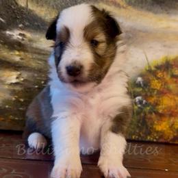 Coco - Sable and white female Shetland Sheepdog puppy in Idaho from Bellissimo Shelties