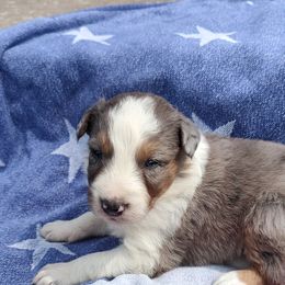 Border Collie Puppies from Bond Border Collies