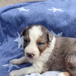 Border Collie Puppies from Bond Border Collies