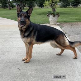At - German Shepherd