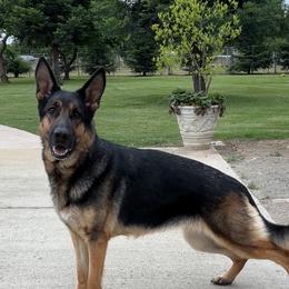 At - German Shepherd
