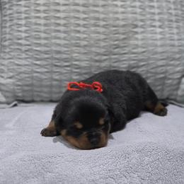 Red collar female - Black and mahogany female Rottweiler puppy in San Antonio, Texas from VHWilliamsRottweilers
