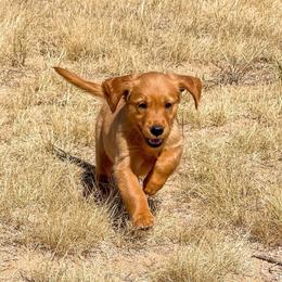 Daisy - Golden female Golden Retriever puppy in Wellington, Colorado from High Country Golden Retrievers