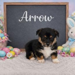 Arrow - Black and tan female Pembroke Welsh Corgi puppy in Briggsdale, Colorado from Lovebird Corgis