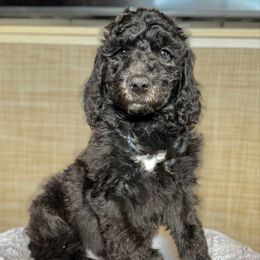 Rolo (Green) - Black male Goldendoodle puppy in Bay City, Texas from Charming Doods