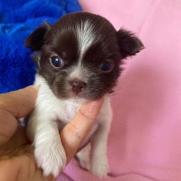 Anna - Chocolate and white female Chihuahua puppy in Mesa, Arizona from Arizona Dream Chihuahuas