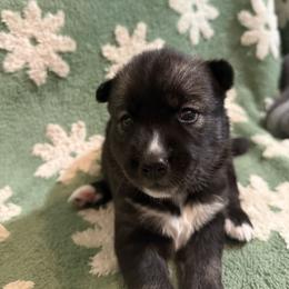 Luna - Black and white female Siberian Husky puppy in Upton, Massachusetts from Toe Bean Huskies