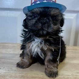 Roman Reigns - Tricolor male Shih Tzu puppy in Warrior, Alabama from The Anderson Farms Kennel