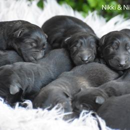 Girl 1 - Black female German Shepherd puppy in Mariana, Florida from Haus M Godwin