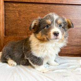 Pembroke Welsh Corgi Puppies from Storybook Corgis